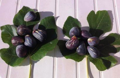 Domaine de Favette - Foto 14