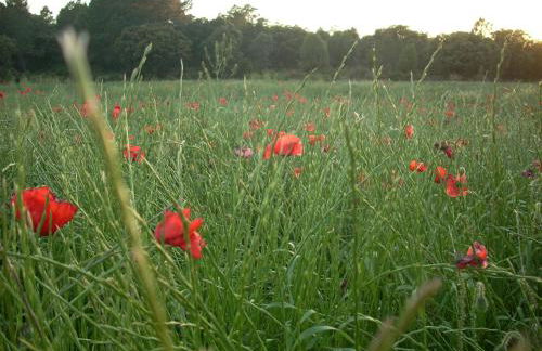 Masia los Toranes - Destino Starlight - Foto 27