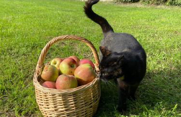 Ferme de Riou - Foto 19