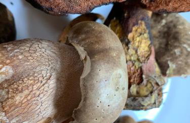 FM Kamesznica - Foto 58