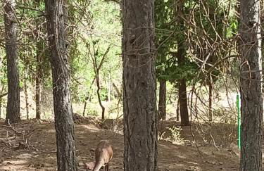Bellísima cueva acogedora "Casa Olivia" - Foto 62