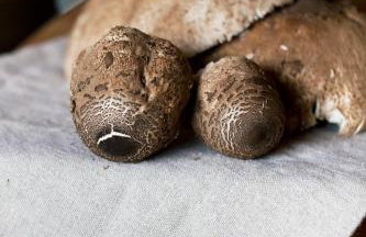 SeaUSasino - Luksusowe Drewniane Domy z Kominkami - Foto 49