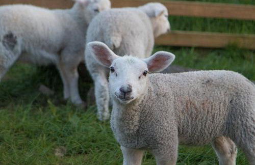 Barcloy Honey House - Foto 14