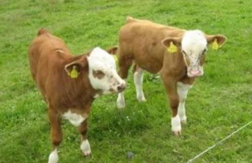 Holiday Home FH Panoramablick by Interhome - Foto 28