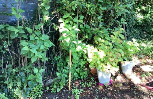 Maison de charme à Vachères avec jardin et vue montagne - Foto 42
