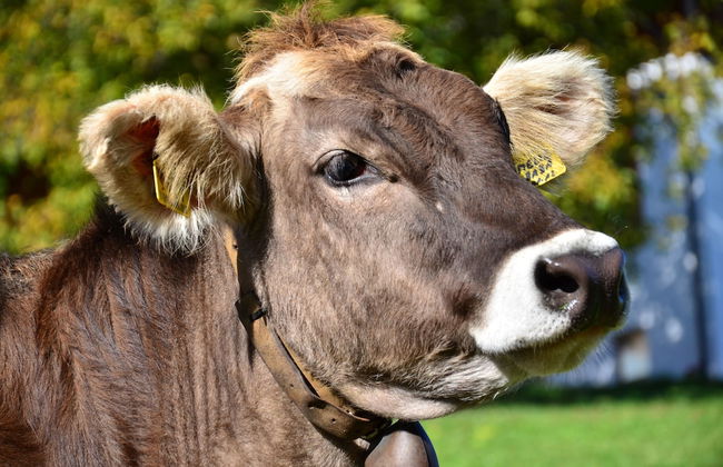 Agriturismo Gfaderhof Ferienwohnungen - Foto 21