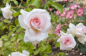 Rosengarten - Foto 59