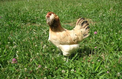 Luxury Log Cabin with Mountain and Forest Views near Asheville, North Carolina - Foto 24