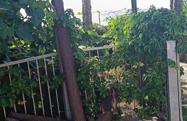 Villa dell'Ancora - Foto 29