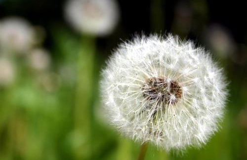Ferienwohnung Pusteblume - Foto 1