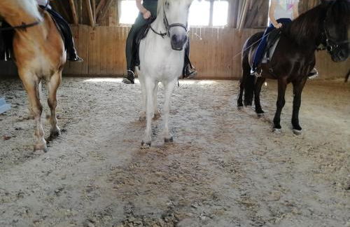 Ponyhof Adam Urlaub auf dem Bauernhof - Foto 4