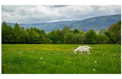 Kozy i Róże - Foto 22