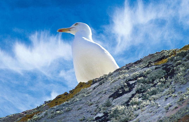 House in Hillion Near GR 34 Coastal Path - Foto 18