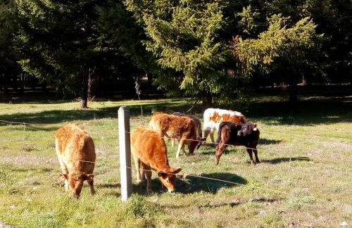 A Casa da Boa Xente VUT-OU-1329 - Foto 13