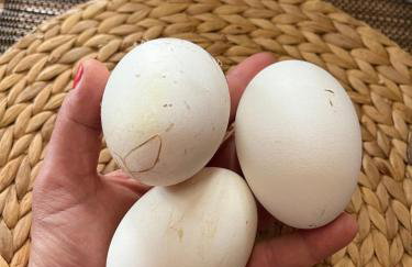 The Farmhouse - Photo 51