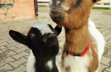 Ranczo Popowice - Foto 31