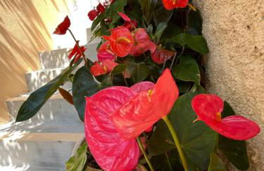 Tropical House - Foto 26