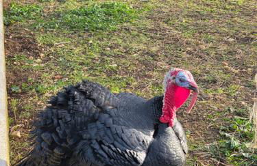 Nid du merle avec sauna et jacuzzi privatif - Foto 47