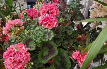 Apartman Nena - Foto 49