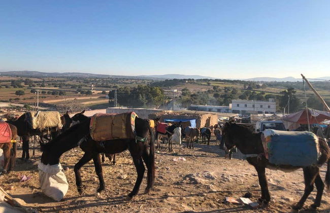 Amazigh Market Tour + Argan Oil Cooperative Visit - Foto 4
