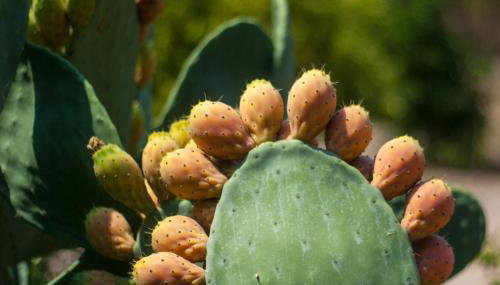 PYRGOS RALLI ESTATE Guesthouse - Foto 5