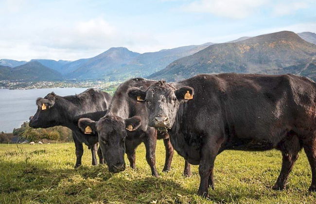 7 Person Holiday Home in Sandane - Foto 30