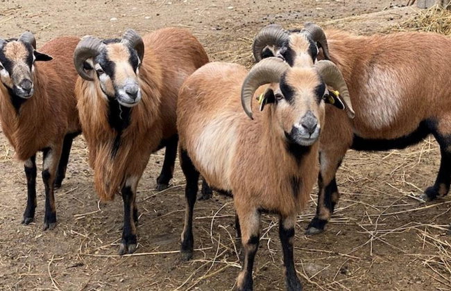 Ravenna: Safari Ravenna Entrance Ticket - Foto 6