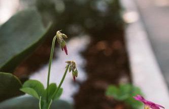 Papoila - Foto 11