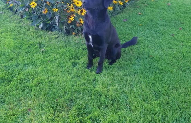 Country Life Comfortable Holiday Residence - Foto 5