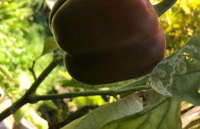 Vanuatu Uncharted Sport Fishing Lounge - Foto 47