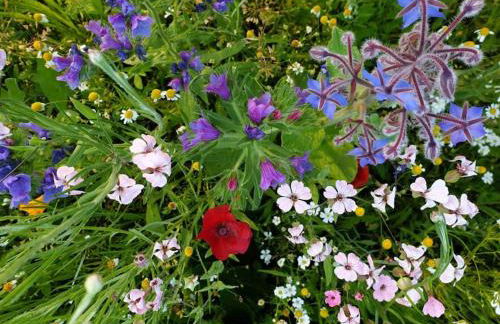 Oma Lina Haus - 4 SZ 2 Bäder großer Garten und Infrarot-Sauna - Photo 6