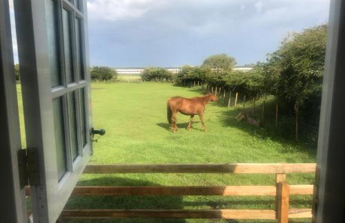 Peaceful Shepherd's Hut next to Horse Field - Foto 14