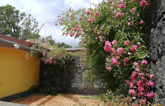 Viola nel Parco - Foto 26