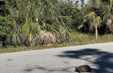 Paradise Home, Tranquil canal view 3-BDR in Golfers paradise - Foto 5