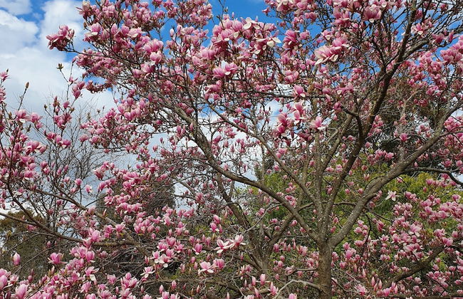 Golden Heritage Apartments Beechworth - Foto 17