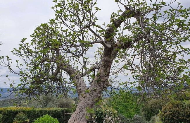 Tranquility at Bellavista - Foto 35