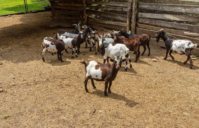 Farmhouse in Verbania With Lake Views - Foto 9