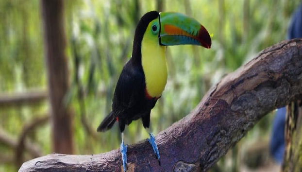 Entdecken Sie den Tortuguero Nationalpark – Ganztägige Tour - Foto 5