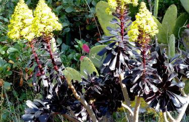 Villa Buena Vista - Foto 31