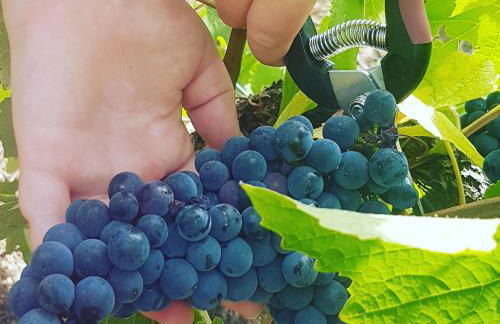 Le Cocon à Ay-Champagne Escapade romantique & dégustation de Champagne - Foto 19