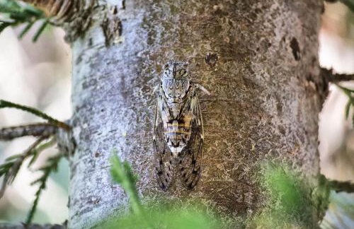 Traditional Villa Mandola - Foto 28