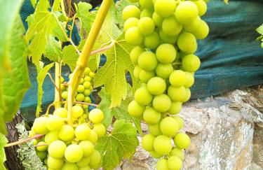 Douro Valley-Casa do Vimieiro - Foto 36