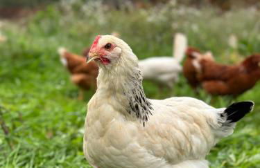 Ca Nova Agriturismo - Foto 71