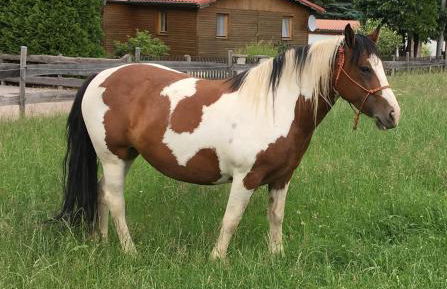 CS-Ranchhaus - Foto 1