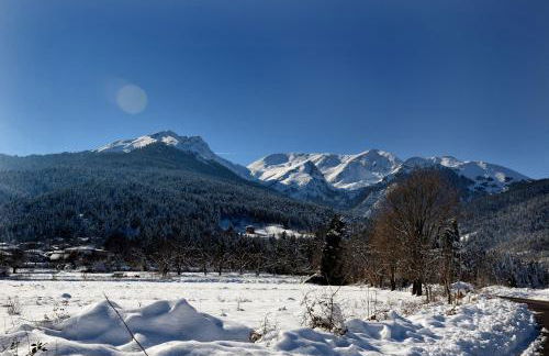 Anthemion - Photo 21