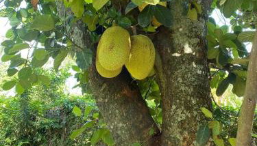 Chácara Andorinhas São Pedro SP - Foto 4