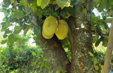 Chácara Andorinhas São Pedro SP - Foto 4