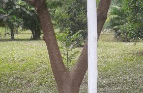 Rancho Esperança, pouso e comida a lenha - Foto 46