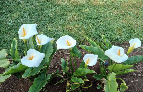 Casinha do Barreiro - Cosy Private Cottage - Foto 44