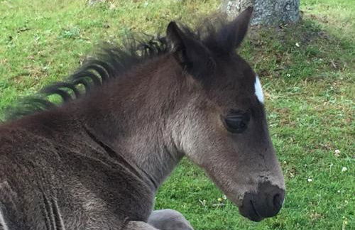 Bentley Cottage - Foto 26